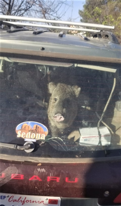 javelina looking out the back of subaru with Sedona bumper sticker and California license plate